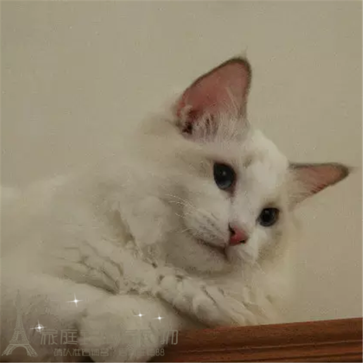 纯种美国双蓝眼活体布偶猫