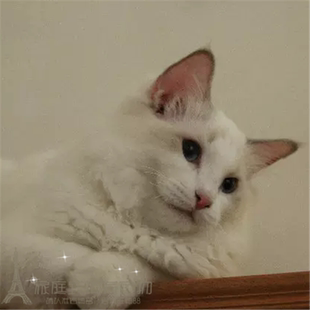 纯种美国布偶猫萌宠海双蓝眼长毛猫幼猫宠物猫咪活体双色布偶w