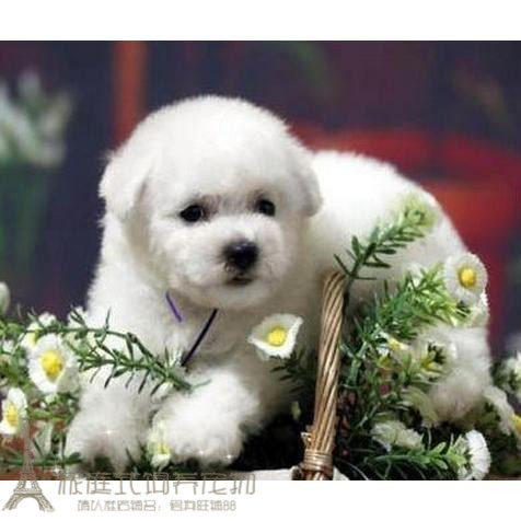 纯种活体法国卷毛比熊犬幼犬茶杯犬迷你型家养赛级幼狗比熊犬31p