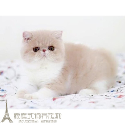 出售纯种活体异国短毛猫