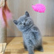 出售英国短毛猫幼猫英短蓝猫活体英短纯种家养立耳蓝猫宠物猫p