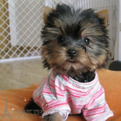 约克夏宝宝出售幼犬金头银背纯种健康约克夏幼犬活体宠物狗p