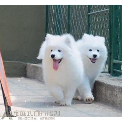 出售活体微笑天使萨摩耶幼犬