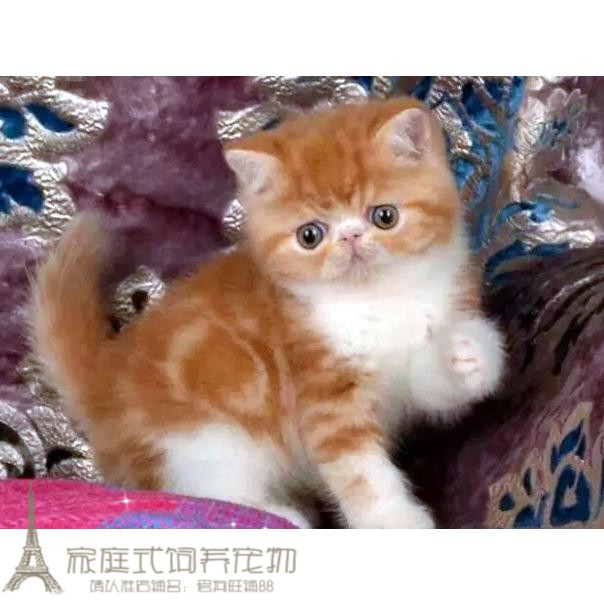 猫咪活体加菲猫幼猫加菲猫活体宠物猫异国短毛猫家养红白弟弟g