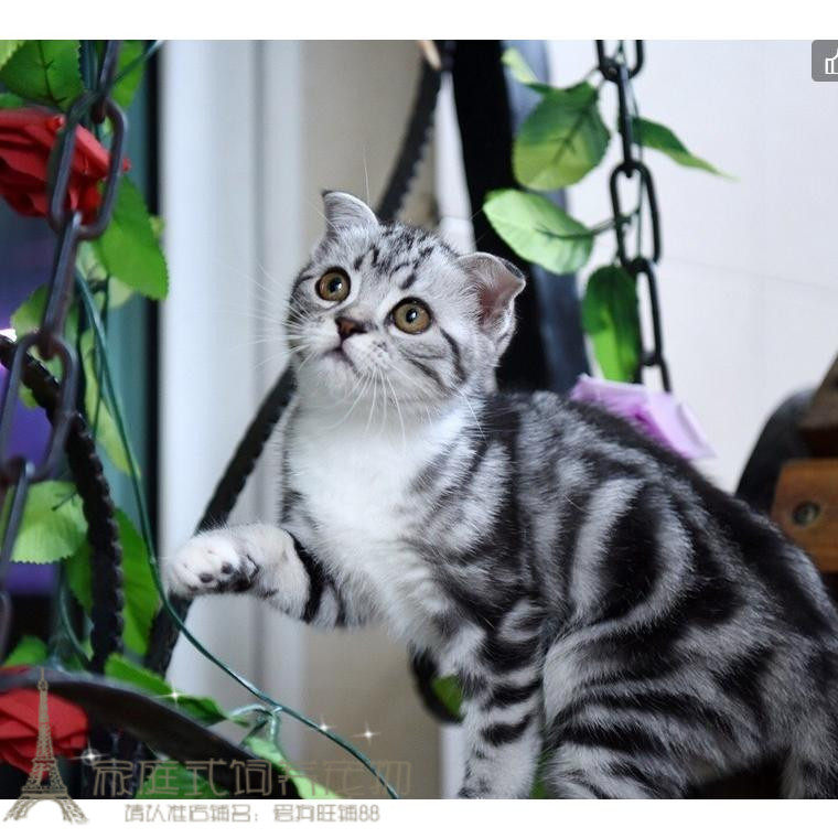 赛级美短加白美国短毛猫家养活体银虎斑加白标准纯种加白起司猫g