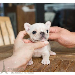 进口纯种法国斗牛犬幼犬法斗狗狗奶白色奶油可爱呆萌潮宠时尚