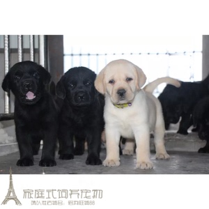 出售拉布拉多犬纯种拉布拉多幼犬拉布拉多寻回犬拉布拉多宠物狗g