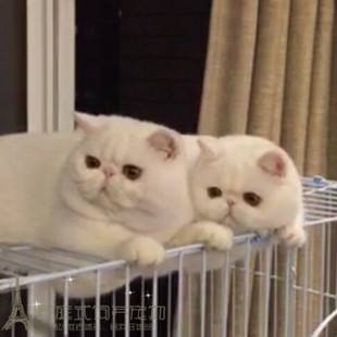 纯种赛级活体宠物加菲猫异国短毛猫纯白色加菲幼猫家养宠物猫p