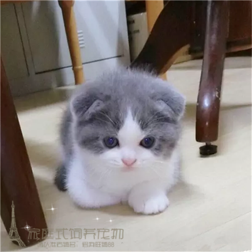 英短蓝白活体幼猫纯种蓝猫折立耳幼崽英国短毛猫宠物猫咪粉鼻p