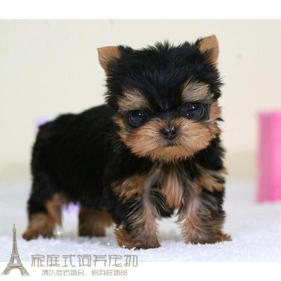 赛级小型犬约克夏狗狗韩系约克夏幼犬活体纯种长不大茶杯犬活体p