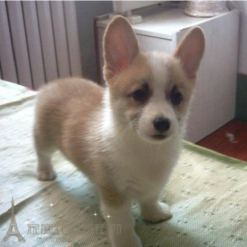 出售赛级家养纯种柯基犬三色黄白柯基幼犬宠物狗狗威尔士柯基犬p