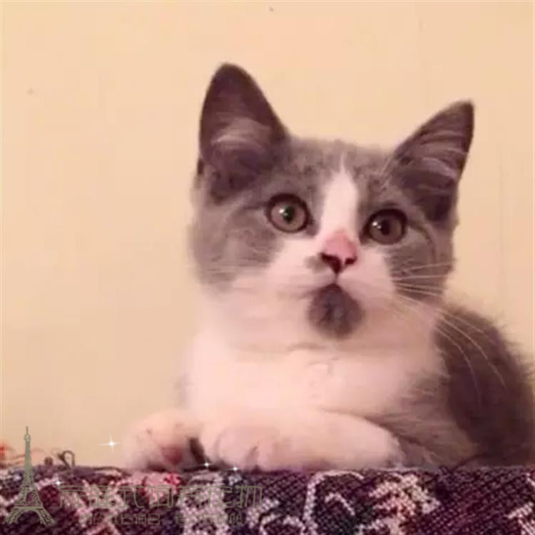 出售纯种蓝白活体英国短毛猫