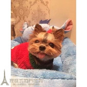 家养纯种呆萌约克夏幼犬支持支付宝小体迷你茶杯犬约克夏狗狗p