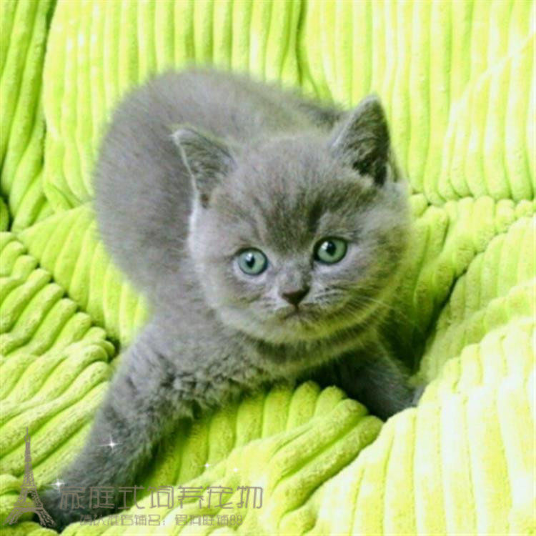 出售宠物猫咪活体蓝猫幼猫英国短毛猫纯种英短蓝猫幼仔家猫种苗p