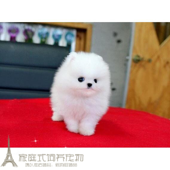 纯白色博美犬纯种茶杯博美日本俊介袖珍球体博美幼犬狗53g