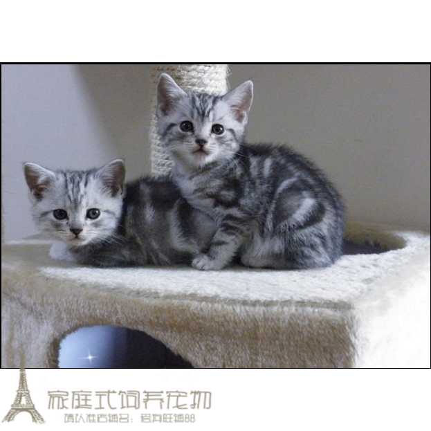 纯种美国短毛猫幼猫活体家养美短银虎斑宠物猫幼猫活体萌宠可爱p