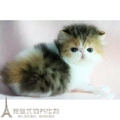 注册猫舍出售宠物猫异国短毛猫纯种加菲幼猫活体加菲猫母猫三色p