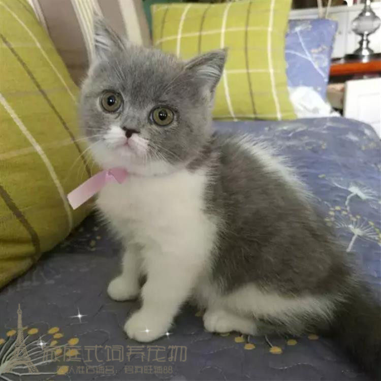 纯种英国短毛猫蓝白 英短正八蓝白宠物猫咪活体家养可爱小萌宠g
