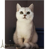 英短渐层英国短毛猫家养活体幼猫宠物猫绿眼渐层猫纯种银渐层p