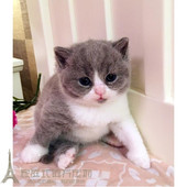 上海老店出售纯种英国短毛猫英短蓝白纯种宠物猫活体幼猫可上门p