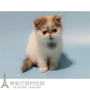 赛级出售加菲猫宠物猫咪异国短毛猫家养纯种幼猫活体加菲猫母猫g