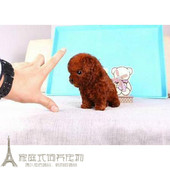 赛级红泰迪幼犬茶杯长不大 泰迪狗玩具型迷你赛级灰色贵宾72p
