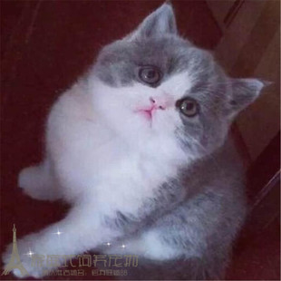 出售蓝白宠物猫 正八字五粉蓝白猫p 英国短毛猫英短蓝白活体幼猫