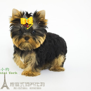 赛级健康双血统约克夏幼犬活体宠物狗狗狗出售包邮可上门交易g