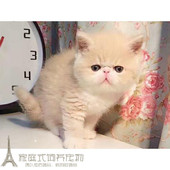 美国CFA赛级加菲猫宠物猫异国短毛猫纯种加菲猫幼猫活体出售p