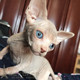 纯种CFA加拿大无毛猫活体美系斯芬克斯猫纯色蓝眼幼猫宠物p