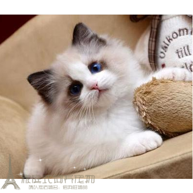 CFA注册猫舍出售美国布偶猫海豹蓝双色活体幼猫宠物猫布偶p