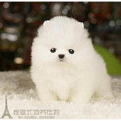 纯白色博美犬纯种茶杯博美日本俊介袖 珍球体博美幼犬狗41p