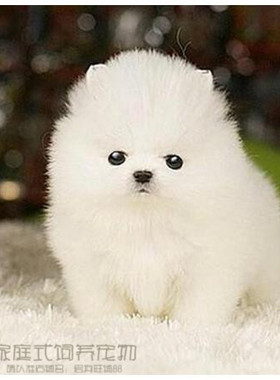 纯白色博美犬纯种茶杯博美日本俊介袖珍球体博美幼犬狗41p