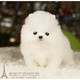 纯白色博美犬纯种茶杯博美日本俊介袖 珍球体博美幼犬狗41p