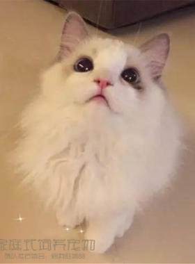 布偶活体纯种繁殖长毛猫