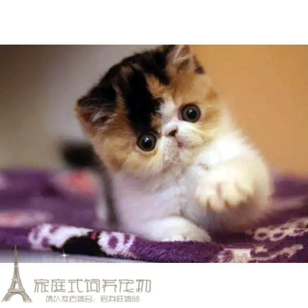 出售纯种活体异国短毛猫