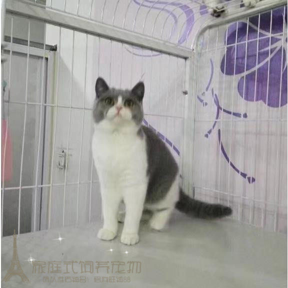 赛级英短蓝白英国短毛猫家养活体幼猫纯种蓝白猫纯种英短幼猫p
