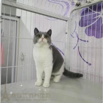 活体纯种蓝白英国短毛猫