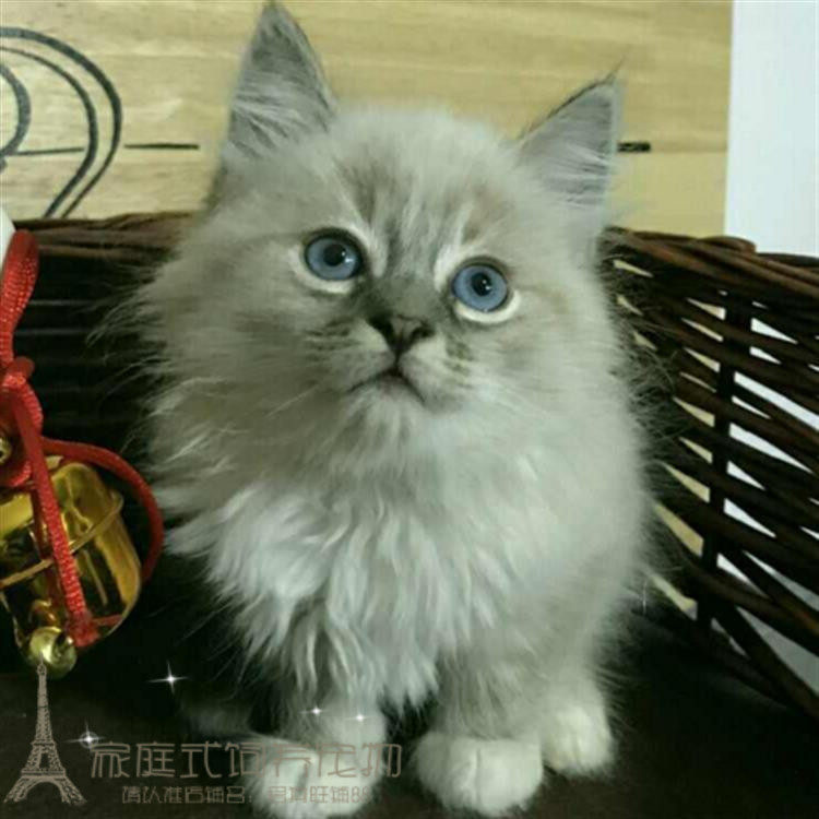 出售宠物猫活体小猫咪双色奶油海豹色蓝眼山猫布偶猫幼猫幼崽p