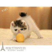 加菲猫宠物猫活体纯种异国短毛猫幼猫活体加菲猫幼猫宠物猫加菲p