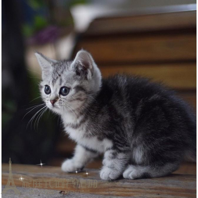 美国短毛猫宠物猫咪活体幼猫家养美短银虎斑标斑起司猫纯种小猫p