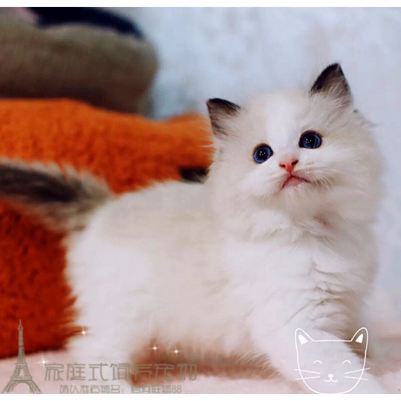布偶猫活体宠物海豹重点流星手套色mm小母猫cfa证书带