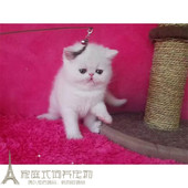 上海猫舍出售加菲猫宠物猫活体纯种异国短毛猫幼猫幼崽纯白加菲p