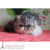 加菲猫宠物猫异国短毛猫家养纯种短毛幼猫活体银虎斑弟弟一线脸p