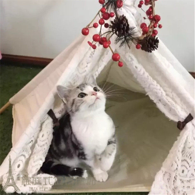 出售纯种美国短毛猫美短加白宠物猫活体 美短幼猫包纯种健康p