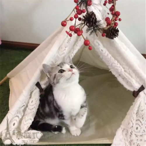 出售纯种活体美国短毛猫