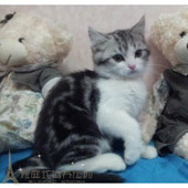 家养出售美短加白起司猫美国短毛猫加白纯种活体幼猫宠物猫p