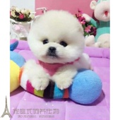 活体家养纯种博美幼犬长不大袖 珍犬迷你狐狸宠物狗可上门挑yp