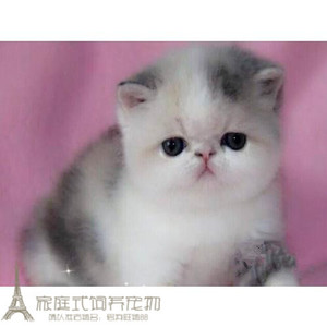 赛级出售加菲猫宠物猫异国短毛猫家养纯种幼猫活体加菲猫母猫g