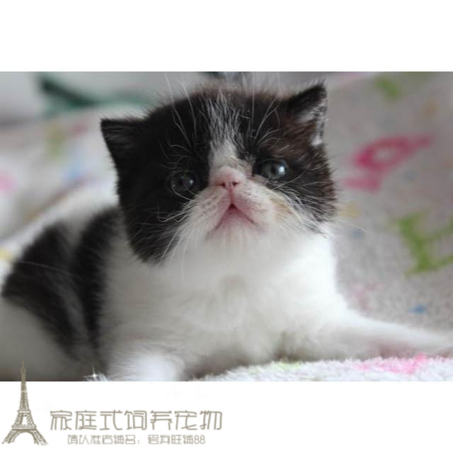 出售纯种活体黑白异国短毛猫